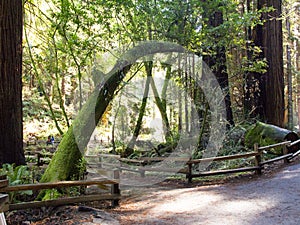 Muir Woods Forest Walking Path