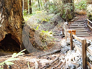 Muir Woods Forest Walking Path