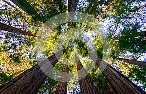 Muir Woods National Monument photo