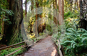 Muir Woods National Monument photo