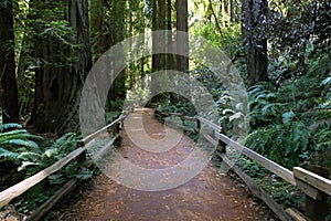 Muir Woods National Monument photo