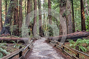 Muir Woods National Monument Hiking Path photo