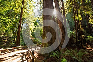 Muir woods National Monument near San Francisco in California, U