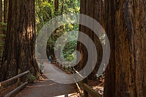 Muir woods National Monument near San Francisco in California, U