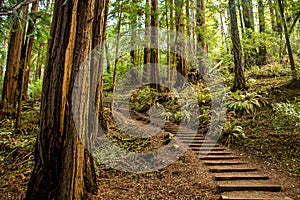 Muir Woods National Monument Trails