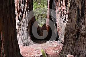 Muir Woods National Mounument, California