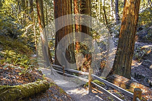 Muir Woods in Northern California