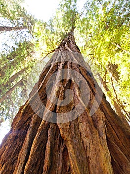 Muir Woods Redwood Tree looking up