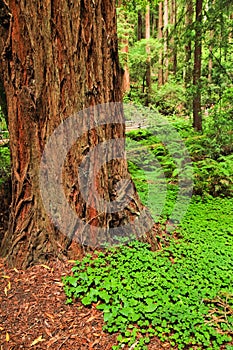 Muir Woods Redwood Tree Trunk