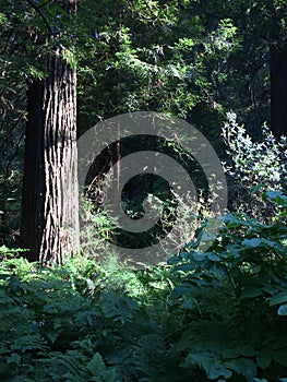 Muir woods trees near San Francisco