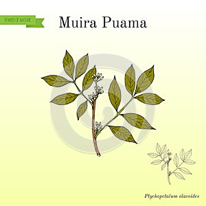 Muira Puama Ptychopetalum olacoides , medicinal plant