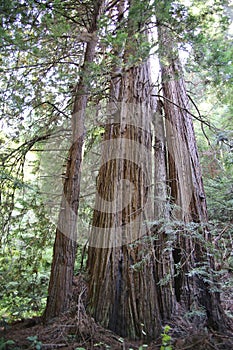 Muirwood National Park, California large beauty trees