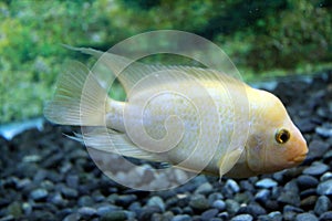 Gold mujair tropical fish from indonesia photo