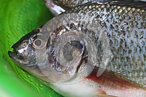 One type of freshwater fish in Indonesia is called mujair fish photo