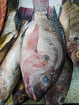 Mujair & x28;Oreochromis mossambicus& x29; is a type of fish that is commonly consumed photo