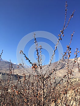 Muktinath Valley in Mustang District, Nepal in Winter.