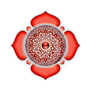 The Muladhara Chakra Mandala