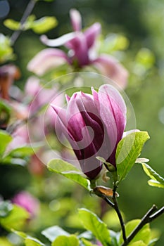 Mulan Magnolia liliiflora Nigra, with purple flower