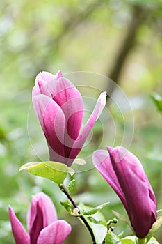 Mulan Magnolia liliiflora Nigra, purple flowers