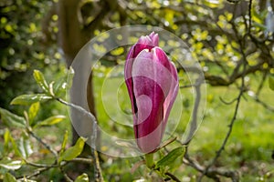 Mulan magnolia, Magnolia liliiflora Nigra, single dark roze or crimson flower bud in spring, Netherlands photo
