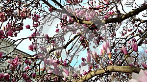 Mulan magnolia tree