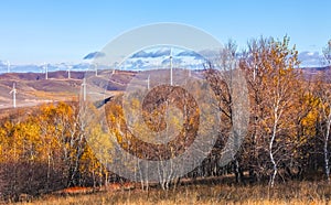 Mulan Wei Chang in autumn photo