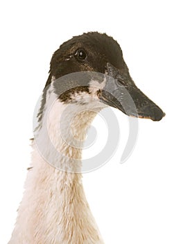 Mulard duck in studio