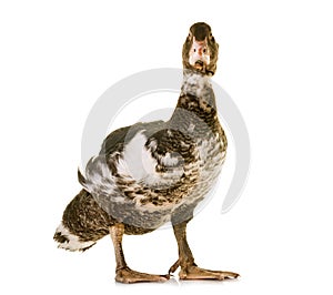 Mulard duck in studio