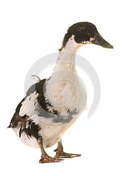 Mulard duck in studio