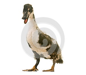 Mulard duck in studio