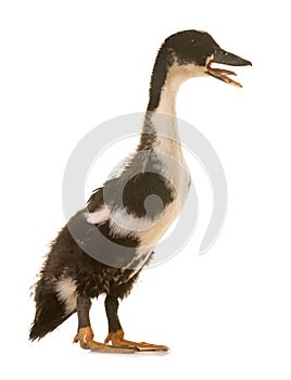 Mulard duck in studio