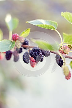 Mulberries photo
