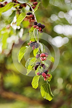 Mulberries