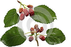 Mulberries