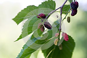 Mulberries photo