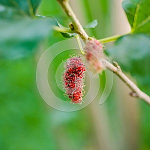 Mulberries on the branch Berry fruit