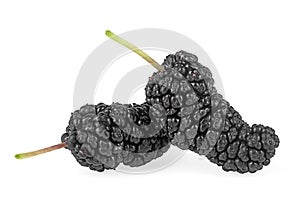 Mulberries fruit isolated on white background. Healthy mulberry fruit