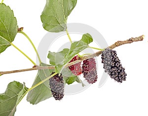 Mulberries fruit and mulberry leaf on white background healthy mulberry fruit food isolated