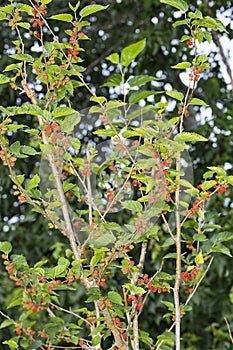 Mulberries Growing In Bunches On A Tree