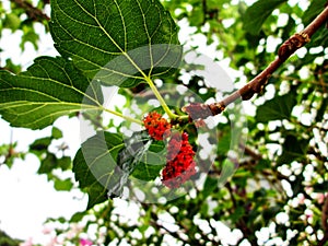 Mulberries and Its Leaves