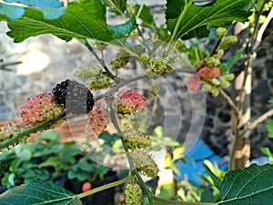 the mulberries are ripe on the tree