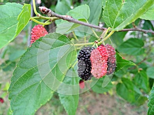 Mulberries in three colors. photo