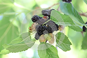 Mulberries on the tree photo