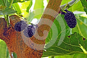 Mulberries on a tree