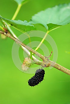 Mulberries in a tree