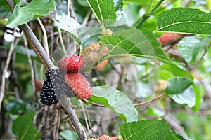 Mulberries on a Vine photo