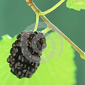 Mulberry,