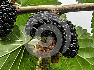 Mulberry