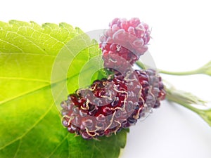Mulberry balls on a white background