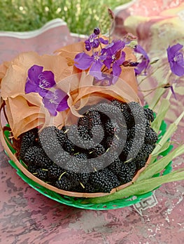 Mulberry Berastagi